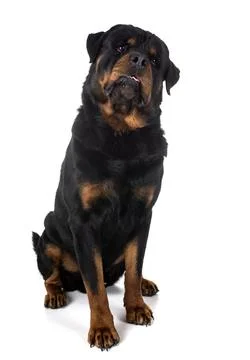 Rottweiler in studio Foto stock
