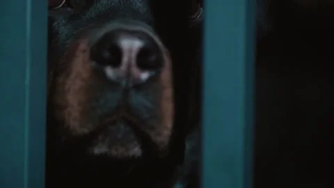 Rottweiler suspicious 動画素材 143430104