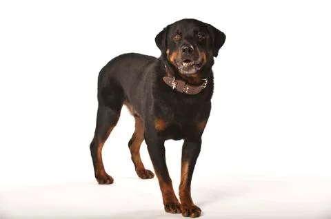  Rottweiler on White Background Stock Photos