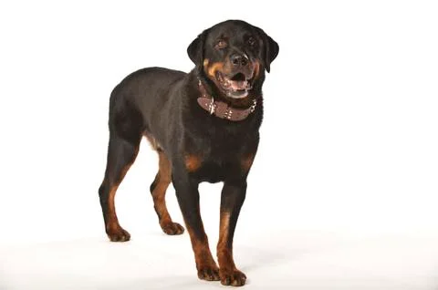  Rottweiler on White Background Stock Photos