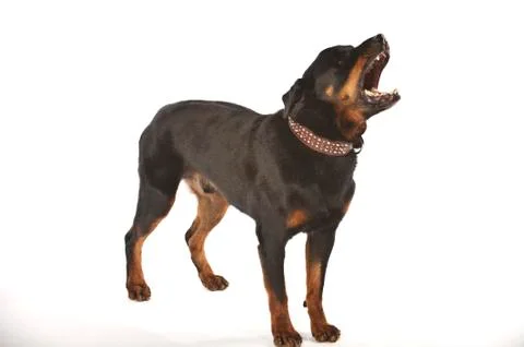  Rottweiler on White Background Stock Photos