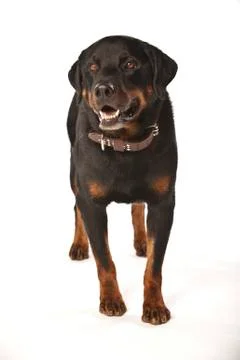  Rottweiler on White Background Stock Photos