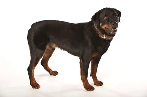  Rottweiler on White Background Stock Photos