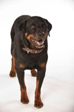 Rottweiler on White Background Stock Photos