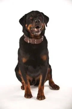 Rottweiler on White Background Stock Photos