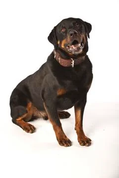  Rottweiler on White Background Stock Photos