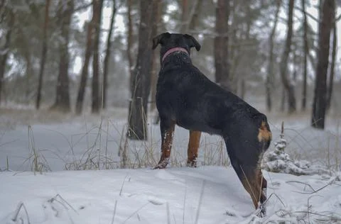 Rottweiler in the winter forest view from the back. A young female dog with a Stock Photos