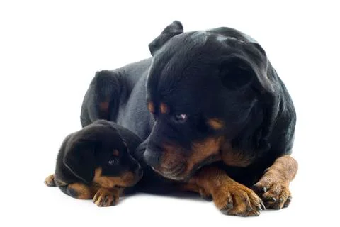 Rottweilers Stock Photos
