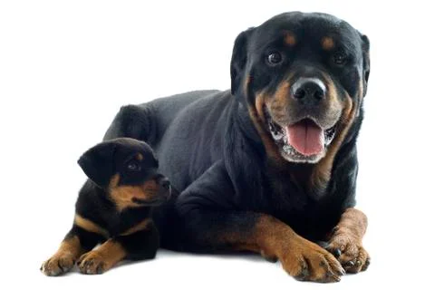 Rottweilers Foto stock
