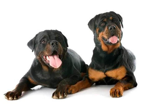 Rottweilers Stock Photos