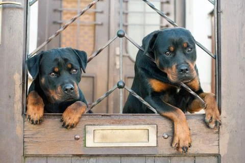Rottweilers sitting on gate Stock Photos