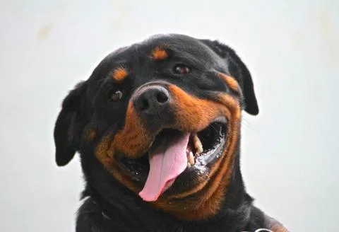 Rottweiller Stock Photos