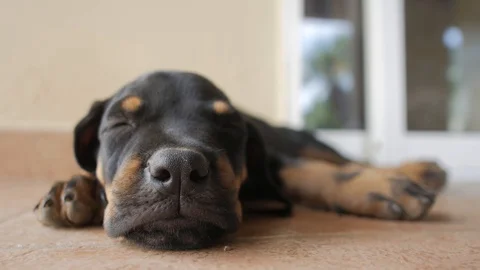 Rottweiller Puppy Sleeping  Stock Footage