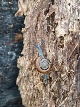 Rotund disc snail Stock Photos