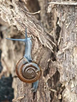 Rotund disc snail Stock Photos