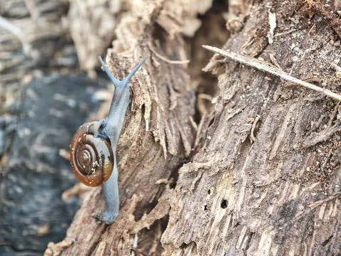 Rotund disc snail Stock Photos