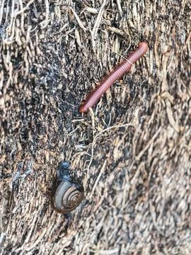 Rotund disc snail Stock Photos
