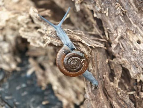 Rotund disc snail Stock Photos
