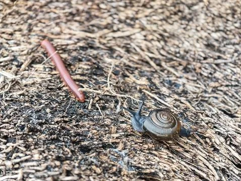 Rotund disc snail Stock Photos