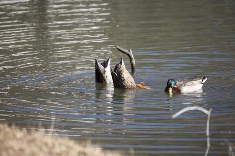 Rouen Ducks Foraging Stock Photos