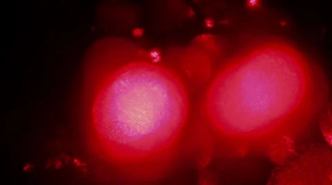 Rouge flickering lights 1 Stock Footage 25240309