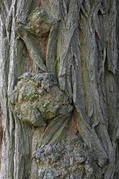 Rough acacia tree burl texture background with organic bark knurl patterns Stock Photos