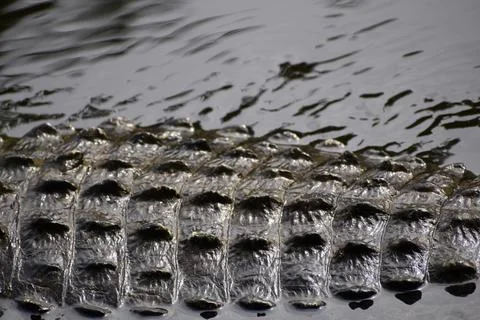 Rough and bumpy skin of an Alligator swimming near the cypress swamp Stock Photos