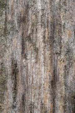 Rough and cracked old tree trunk bark arranging into natural patterns Foto stock