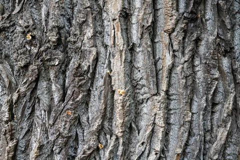 Rough and old tree bark Stock Photos