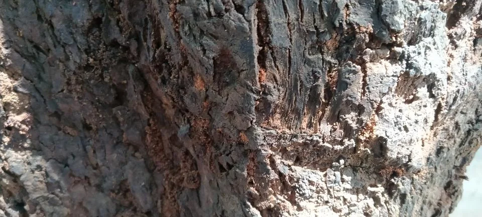 Rough and Textured Bark Surface of a Petai Tree Trunk Stock Photos