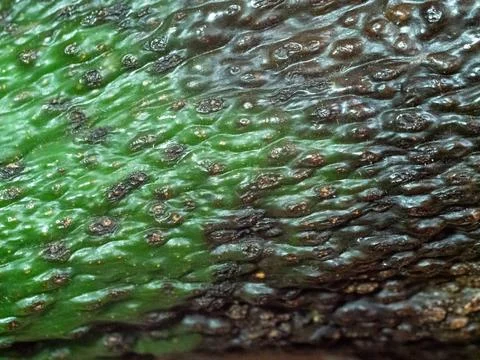 Rough avocado skin with bumpy, dark spots and green tones Stock Photos