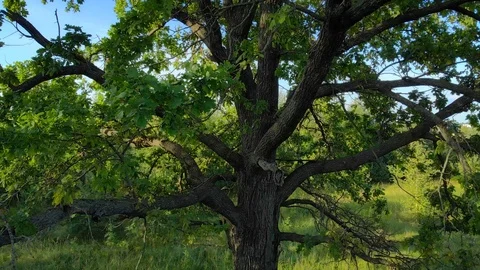Rough bark and ragged, broken branches of an oak tree Stock Footage 100010899