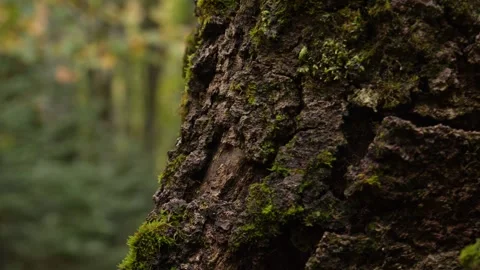Rough Bark and Verdant Moss. Stock Footage 254521780