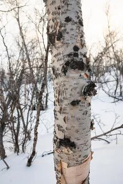 Rough bark of a birch tree in winter Stock Photos
