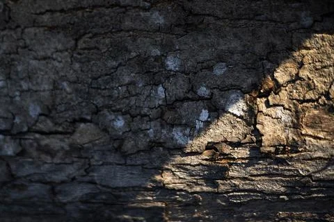 Rough Bark Has Deep Cracks And A Natural Texture. Stock Photos