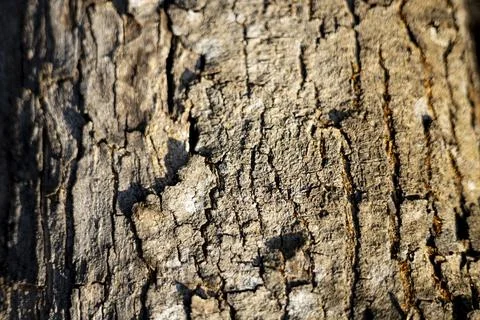 Rough Bark Has Deep Cracks And A Natural Texture Stock Photos