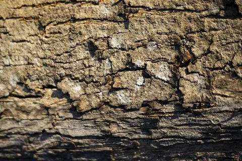 Rough Bark Has Deep Cracks And A Natural Texture Stock Photos