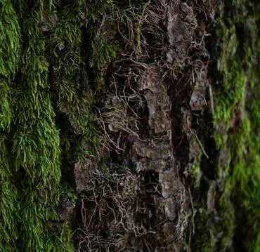 Rough bark on the mossy surface. Dark brown. Close up. Stock Photos