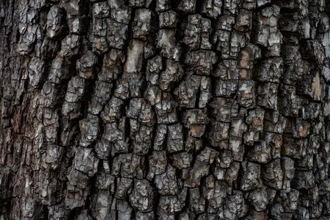 Rough bark of old tree. Natural texture and pattern. Closeup detail of forest Stock Photos