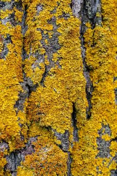 Rough bark old tree overgrown in places with yellow-orange moss, fungus close Stock Photos