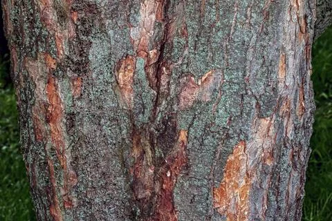 Rough bark pattern of Acer pseudoplatanus tree in botanical garden Stock-Fotos