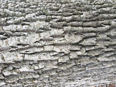 Rough bark Stockfoto's