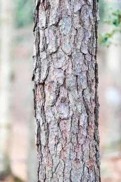 Rough bark pine tree Stock Photos