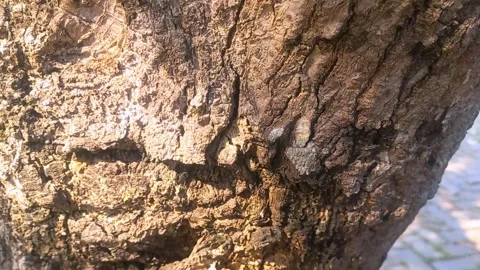 Rough bark shows age and weathered texture. (1)B Видео 339599068