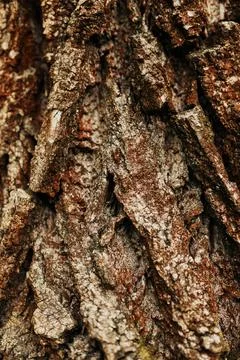 Rough bark texture with deep grooves and natural aging patterns Stock Photos