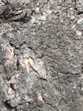 Rough bark texture dominates the frame Stock Photos