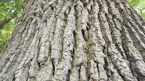 Rough bark texture on huge oak tree Video stock 334760215