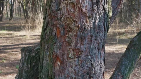 Rough Bark Texture On Large Pine Tree Trunk In Sunny Spring Forest Vídeos de archivo 331266572