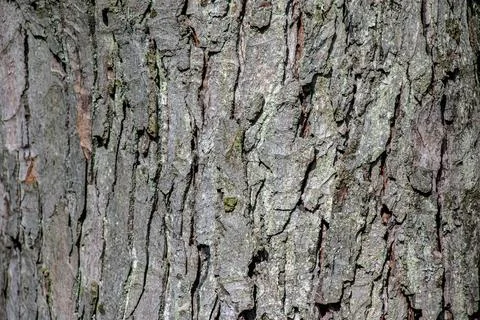 Rough Bark Texture of Mature Silver Maple Tree Stock Photos