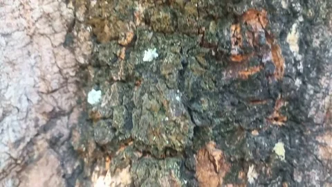 Rough bark texture with moss and lichen patches. (1)A Видео 339599065